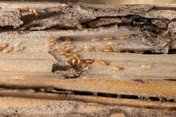 Best Emergency Pest Control  in Rkside, PA